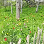 Bed and breakfast Krogsgaarden Nibe